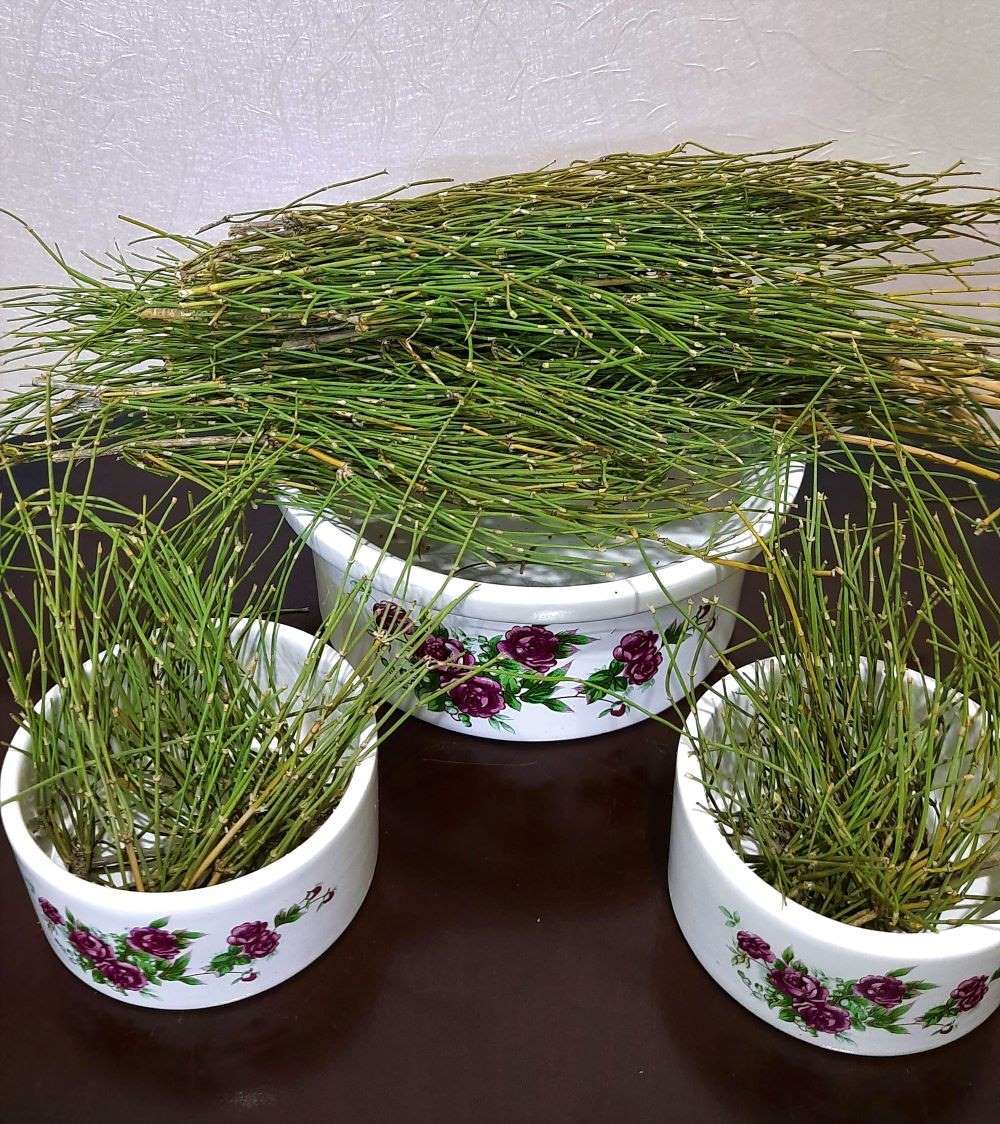  ریش بز 